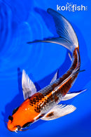 7.25" BENI GINGA BUTTERFLY