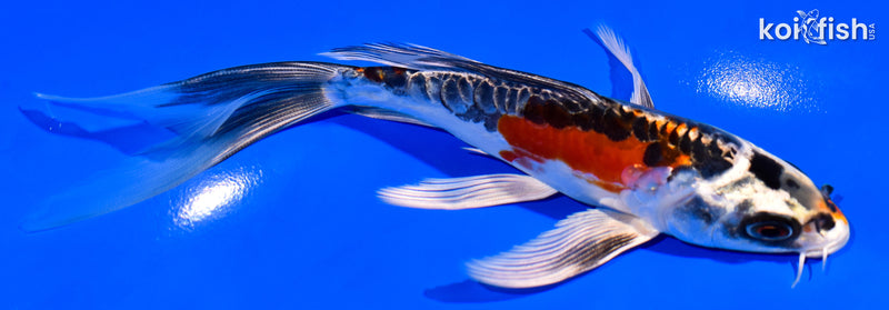 6.75" BENI KIKOKURYU BUTTERFLY