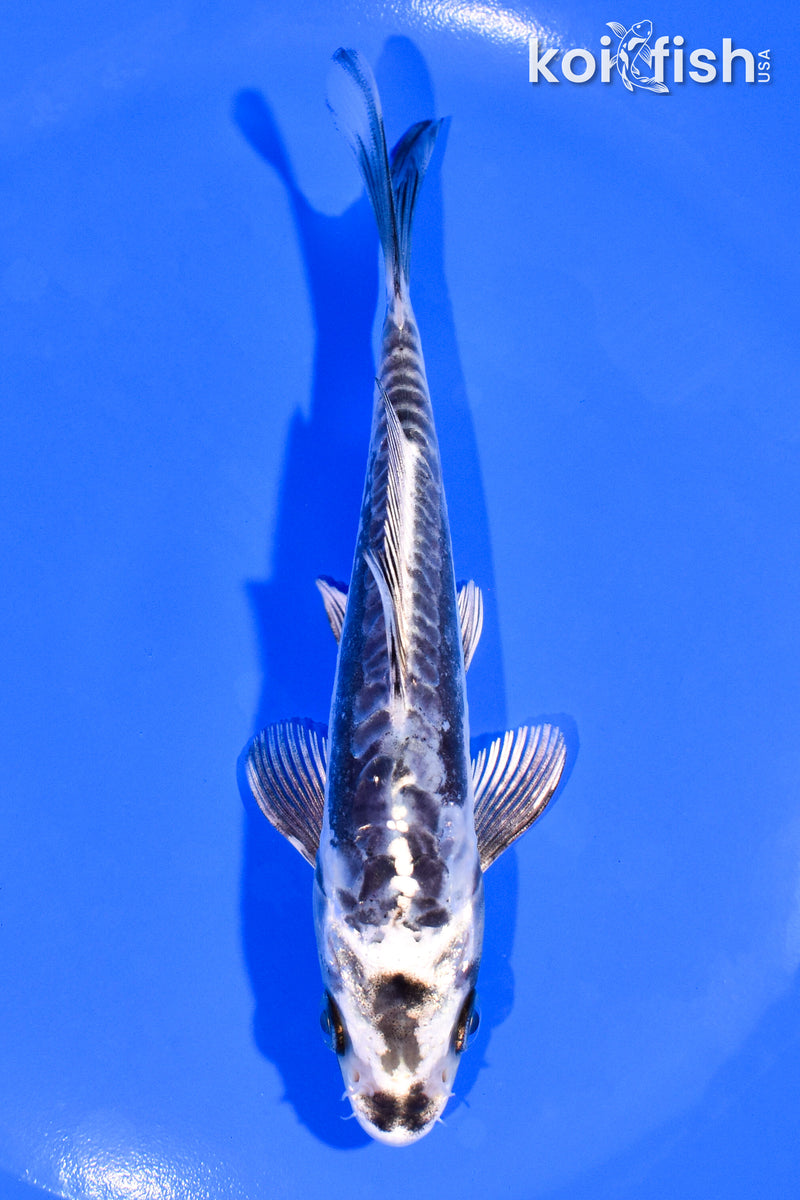 5.25" ARAGOKE KIKOKURYU