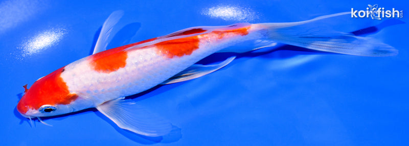 7.25" YAMATO NISHIKI BUTTERFLY