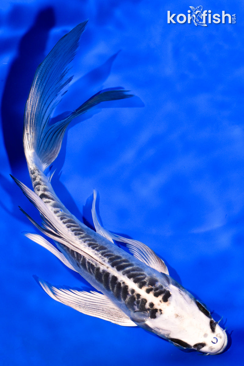 7.25" ARAGOKE KIKOKURYU BUTTERFLY
