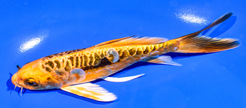 5.75" ARAGOKE BENI KIKOKURYU BUTTERFLY