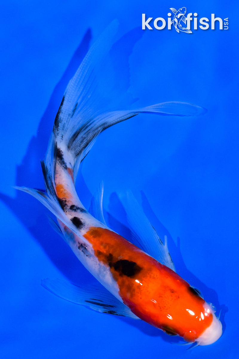 5.5" SANKE BUTTERFLY