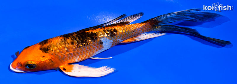 6" GINRIN YAMATO NISHIKI BUTTERFLY