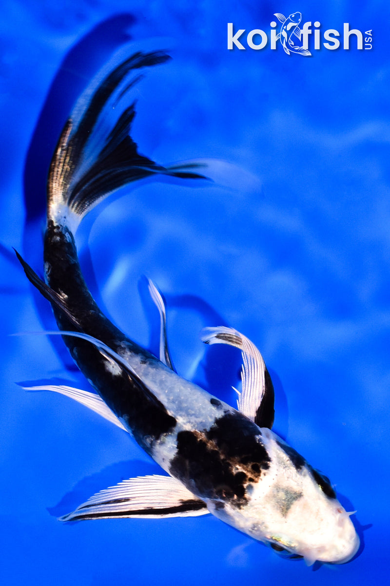 5.25" GIN SHIRO BEKKO BUTTERFLY