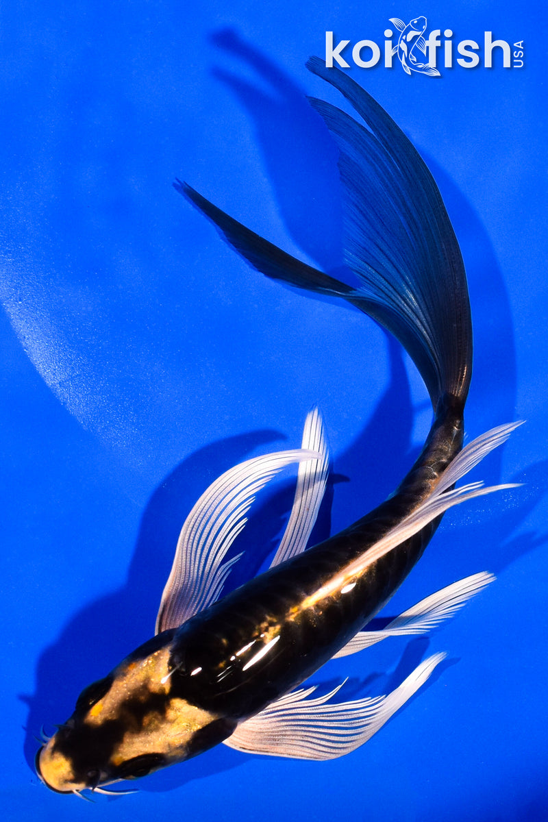 7.25" KABUTO BUTTERFLY