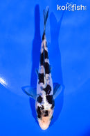 5.75" DOITSU SHIRO BEKKO