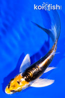 4.25" KIN KIKOKURYU BUTTERFLY