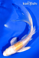 5.5" GINRIN LEMON HARIWAKE BUTTERFLY