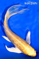 7.25" GINRIN HARIWAKE BUTTERFLY