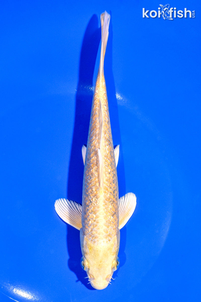 7.5" GINRIN YAMABUKI OGON