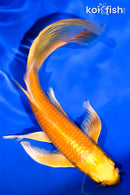 7.75" ORENJI OGON BUTTERFLY