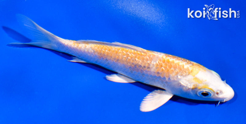 5" GINRIN LEMON HARIWAKE