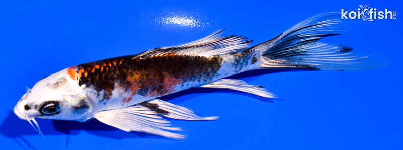 5.5" YAMATO NISHIKI BUTTERFLY