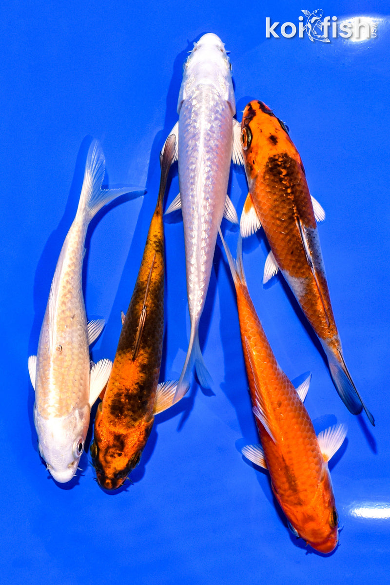 PACK OF (5) 4-5" STANDARD KOI