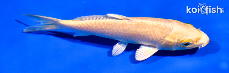 5.5" YAMABUKI OGON