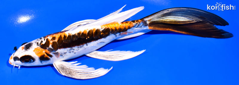 8.25" BENI KIKOKURYU BUTTERFLY