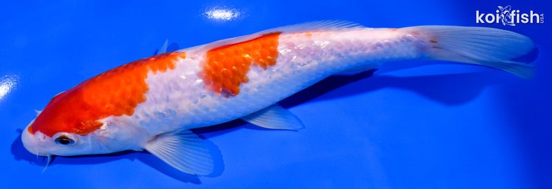 8" GINRIN KOHAKU
