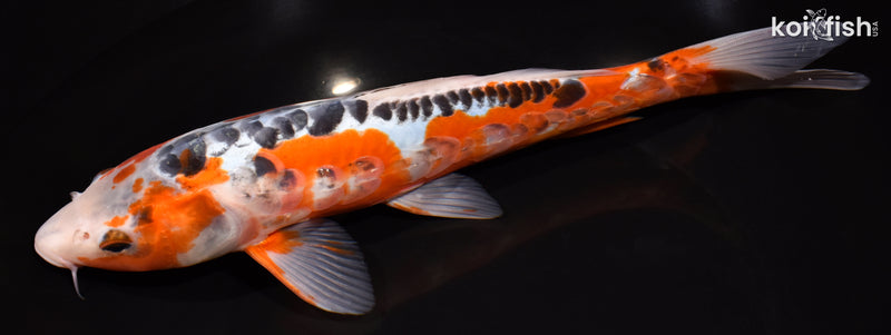 10" ARAGOKE HI SHUSUI
