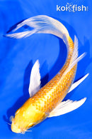 6.25" GINRIN HARIWAKE BUTTERFLY