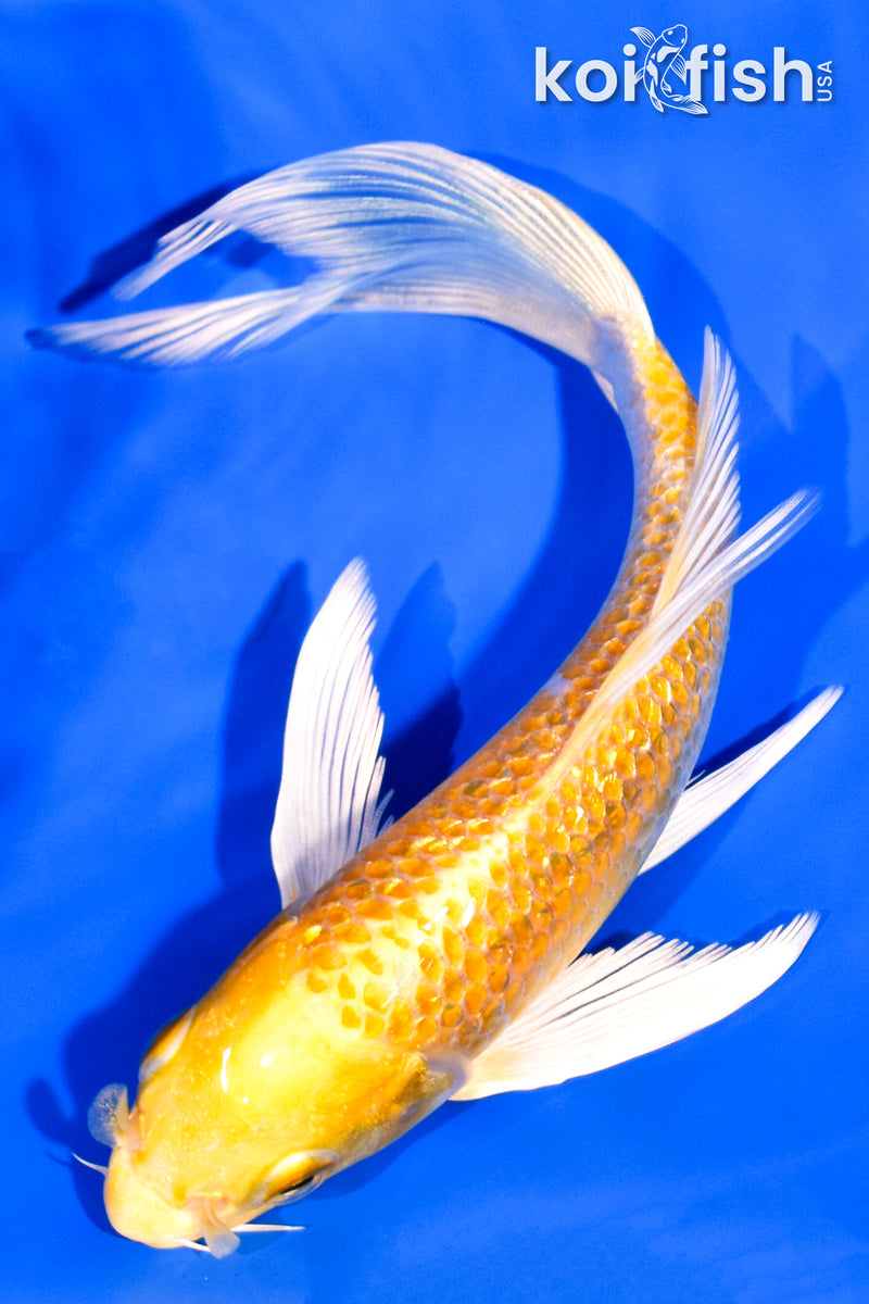 6.25" GINRIN HARIWAKE BUTTERFLY