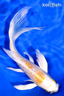 6.75" GINRIN LEMON HARIWAKE BUTTERFLY