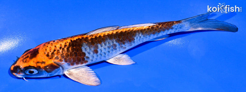5.5" GINRIN BENI GINGA