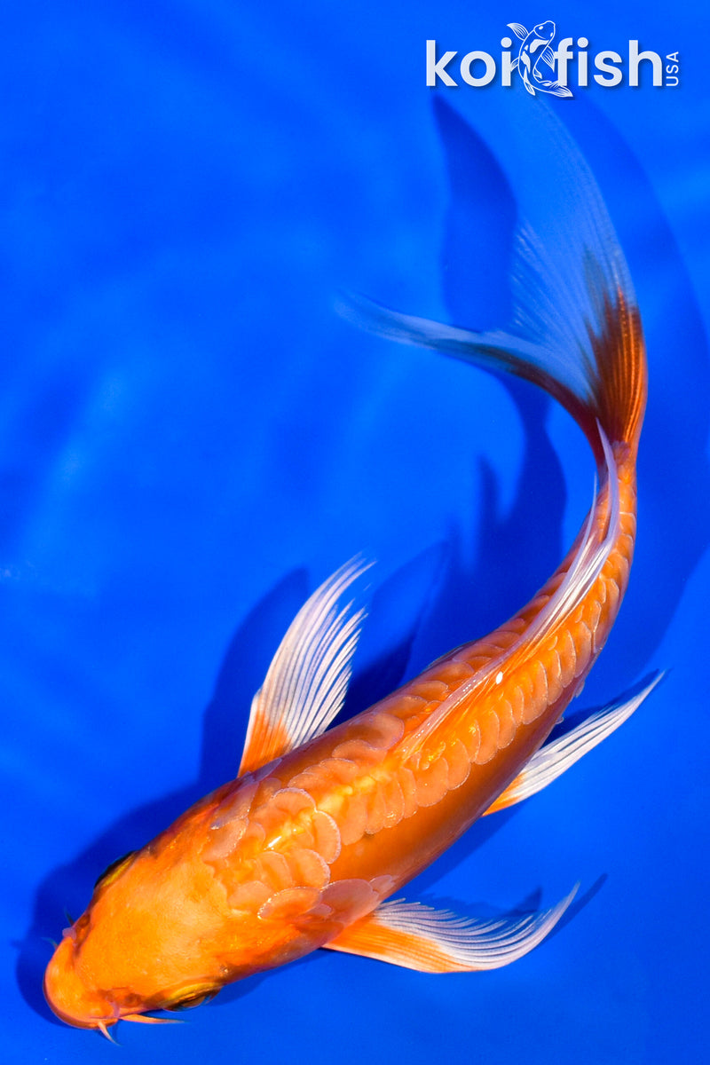 5.5" ARAGOKE ORENJI OGON BUTTERFLY