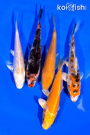 PACK OF (5) 3-4" MIXED STANDARD KOI