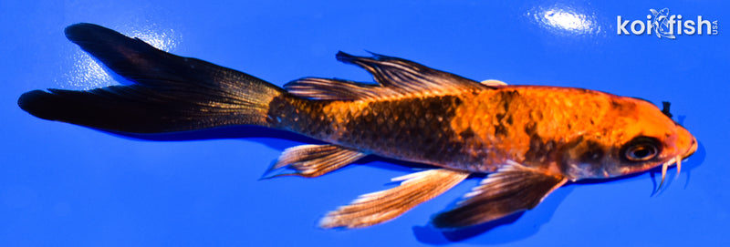 5.5" HI UTSURI BUTTERFLY