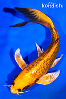 7.25" ORENJI MATSUBA BUTTERFLY