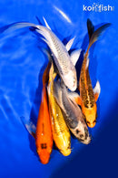 PACK OF (5) 5-6" BUTTERFLY KOI
