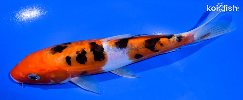 6.25" DOITSU SANKE
