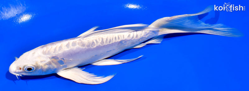 7.25" ARAGOKE PLATINUM OGON BUTTERFLY