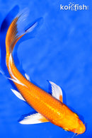 7" ORENJI OGON BUTTERFLY