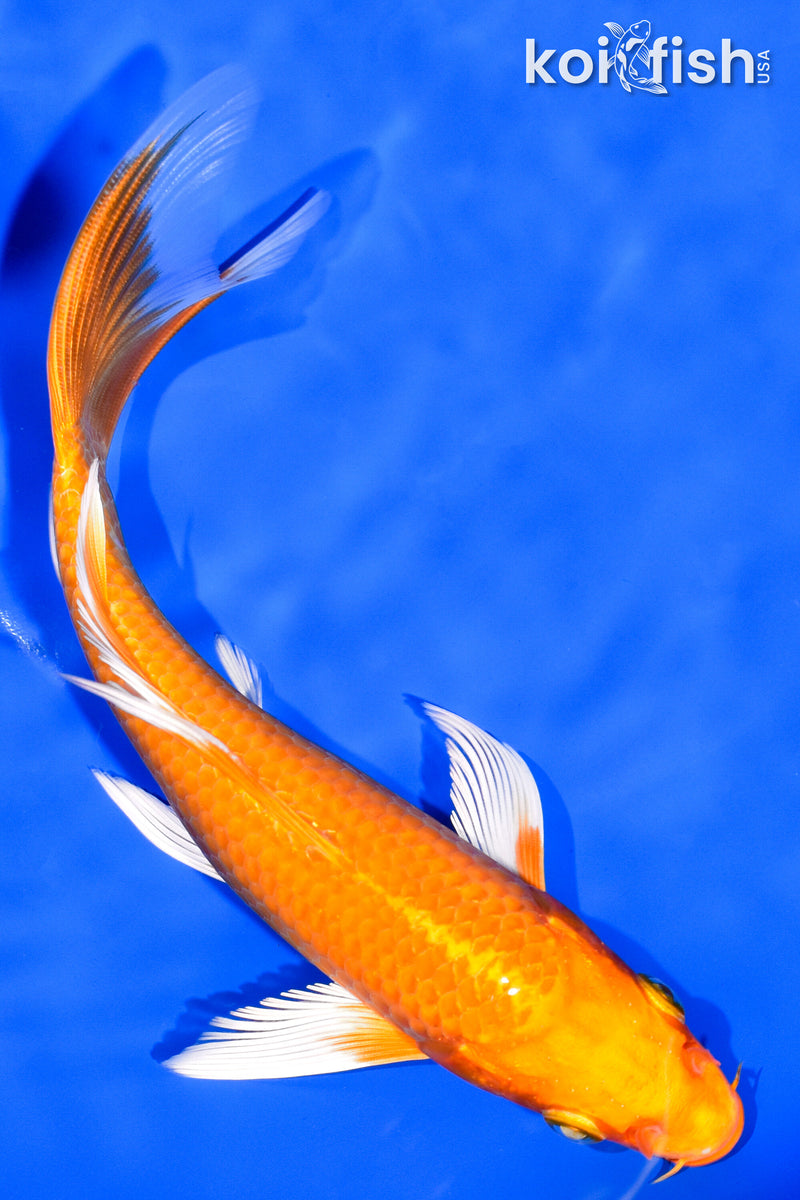 7" ORENJI OGON BUTTERFLY