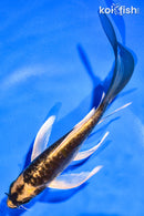 6" ARAGOKE KABUTO BUTTERFLY