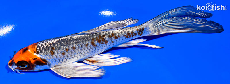 6.75" KUJAKU BUTTERFLY