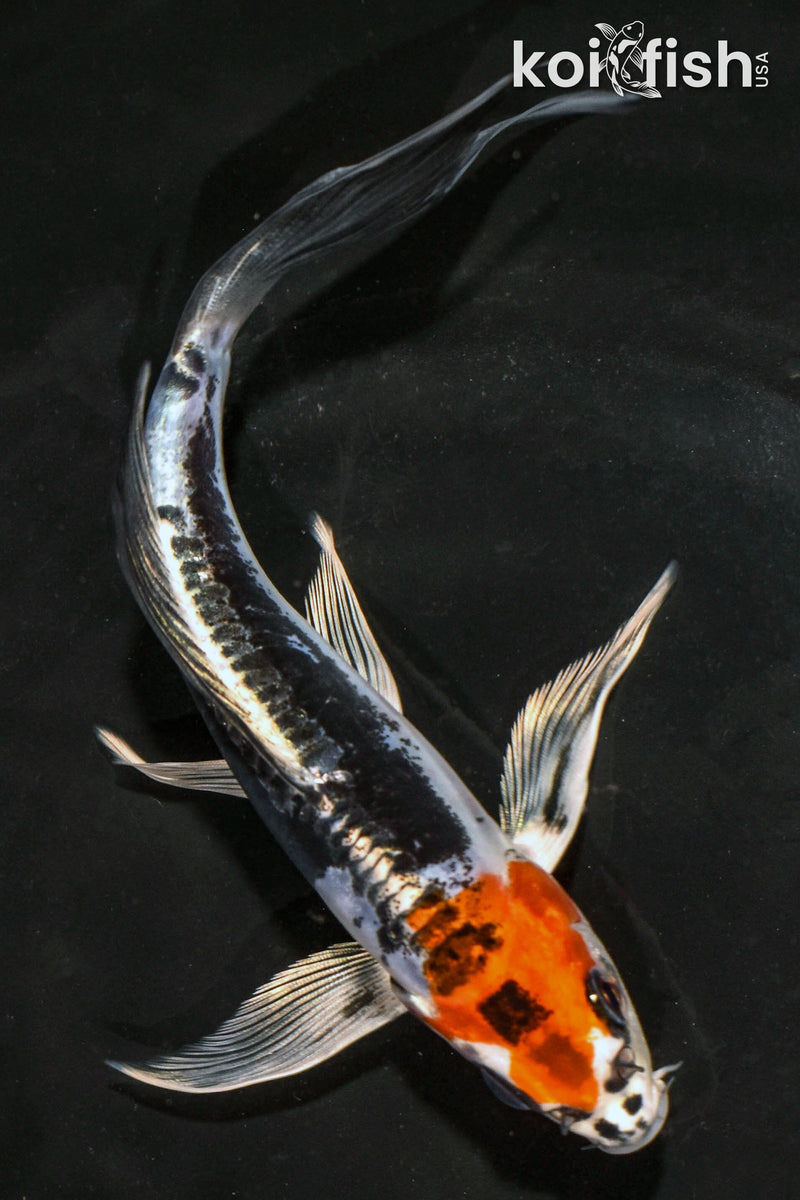 6" BENI KIKOKURYU BUTTERFLY