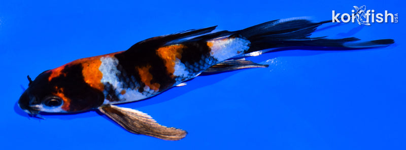 5.25" KIN SHOWA BUTTERFLY