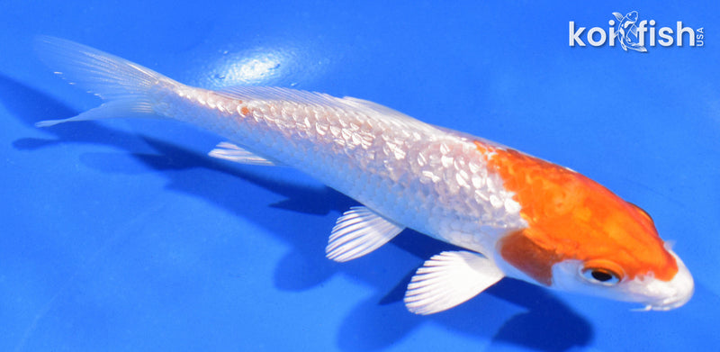 5" GINRIN HARIWAKE