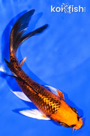 5.5" ORENJI MATSUBA BUTTERFLY