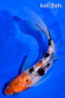 5.5" SANKE BUTTERFLY