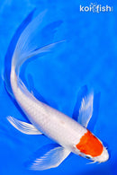 7.75" TANCHO HARIWAKE BUTTERFLY