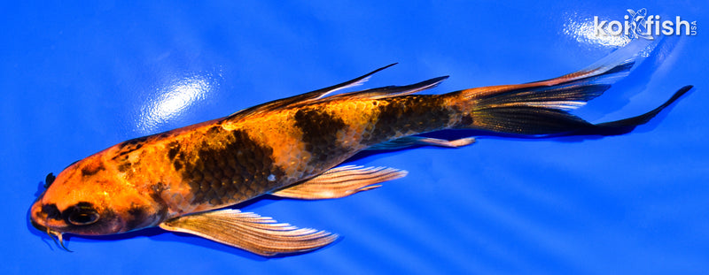 6" KIN HI UTSURI BUTTERFLY