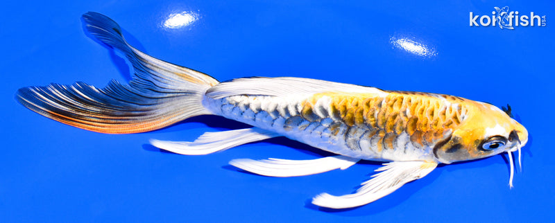 7.5" KIN KIKOKURYU BUTTERFLY