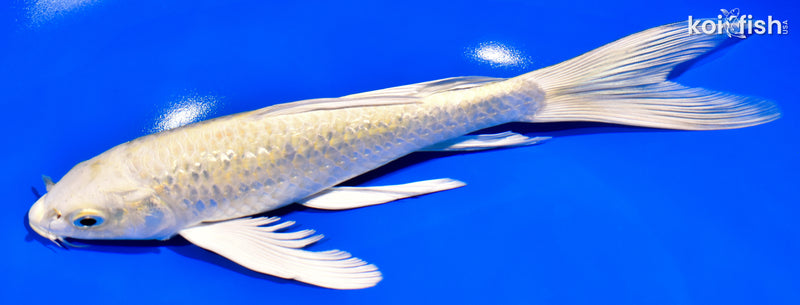 8.5" GINRIN CREAMY OGON BUTTERFLY