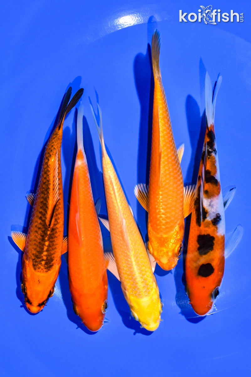 PACK OF (5) 4-5" STANDARD KOI