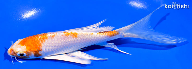 6.25" HARIWAKE BUTTERFLY