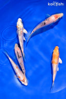 PACK OF (5) 4-4.5" STANDARD KOI
